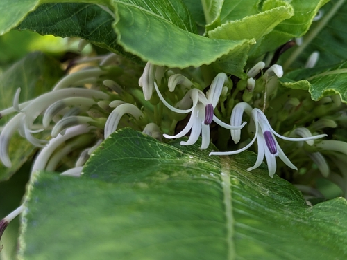 Honolulu cyanea (Cyanea acuminata)