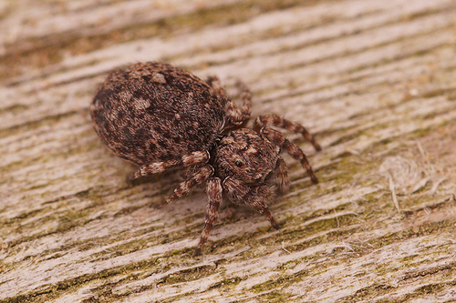 Downy jumping spider