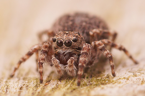 Downy jumping spider