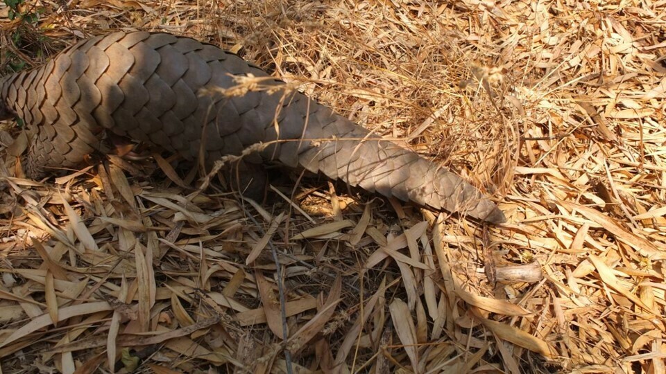 Indian Pangolin in August 2019 by Naveen kumar · iNaturalist