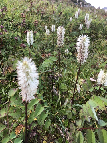 Sitka burnet
