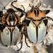 Chief Goliath Beetle - Photo (c) Dongshuo Liu, all rights reserved, uploaded by Dongshuo Liu