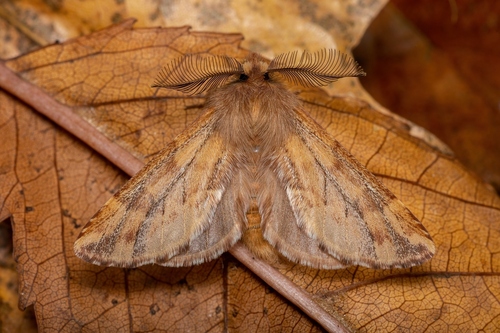 Plumed Prominent