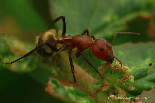 Camponotus fletcheriCamponotus fletcheri