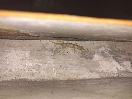 Flat-tailed House Gecko — seen at this dive site