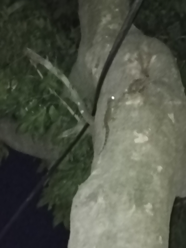 Tokay Gecko — seen at this dive site