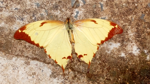 Noble Swallowtail