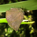 Mariposa Turmalina - Photo (c) Karen Nichols, todos los derechos reservados, uploaded by Karen Nichols