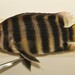 Zebra Tilapia - Photo (c) russellbriantate, all rights reserved
