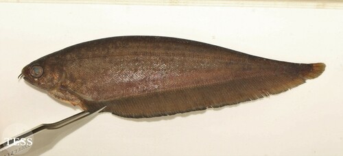 African Brown Knifefish
