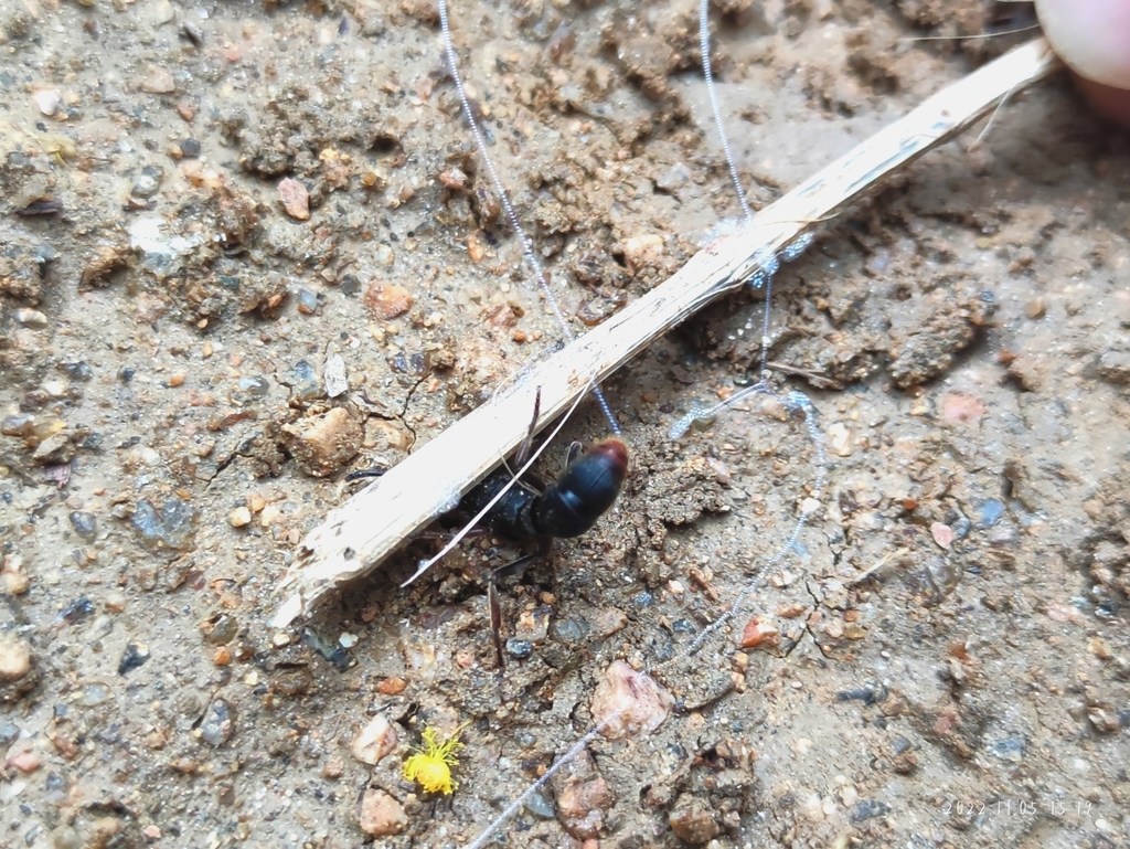 Pseudoneoponera rufipes in November 2022 by 九天 · iNaturalist