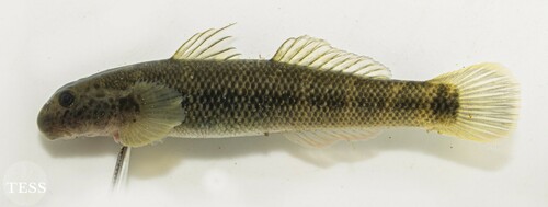 Sicydium brevifile · iNaturalist