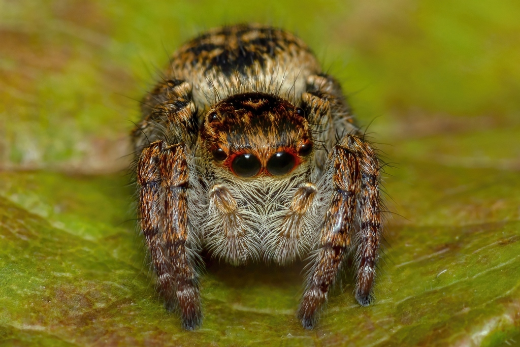 Carrhotus xanthogramma from Wien, Austria on October 07, 2022 by Linné ...