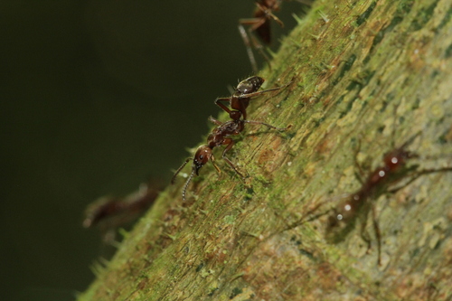 Neoponera luteolaNeoponera luteola