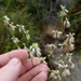 Eriogonum longifolium gnaphalifolium - Photo (c) Eric Ungberg, todos los derechos reservados, subido por Eric Ungberg