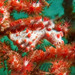 Observation photo
