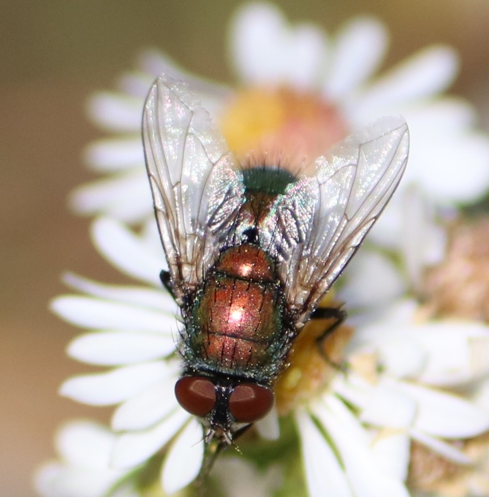 Common European Greenbottle Fly from Wood, Iowa City, IA 52240, USA on ...