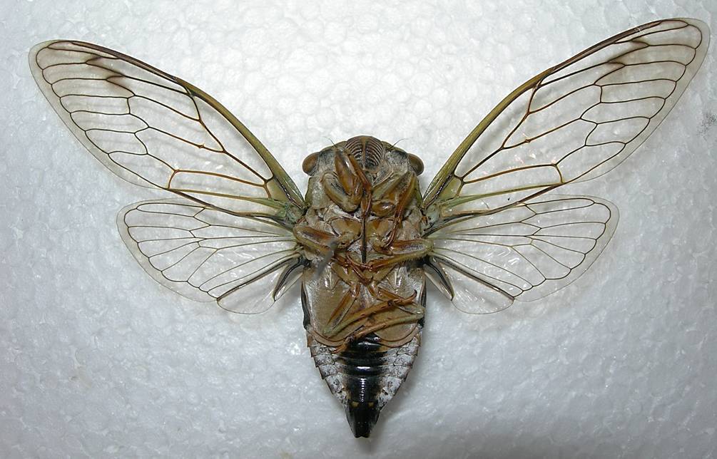 Coastal Scissors Grinder Cicada (Tibicen latifasciatus) · iNaturalist