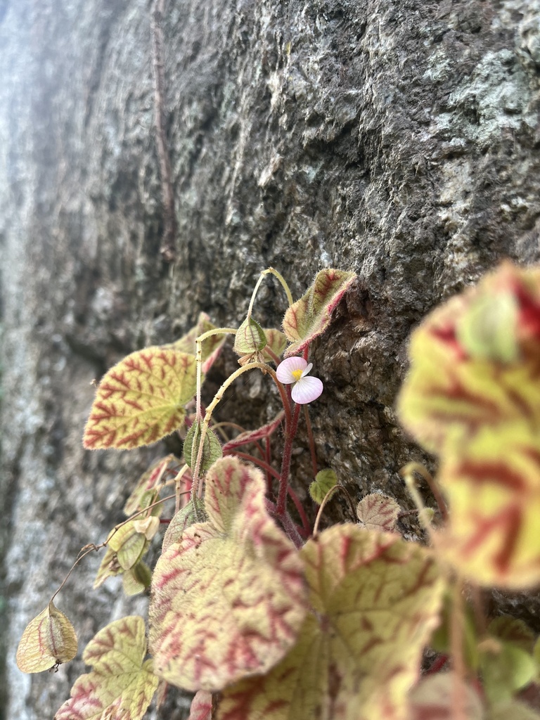 Begonia murina