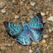 Mariposa Azul Mexicana Occidental - Photo (c) Anne, todos los derechos reservados