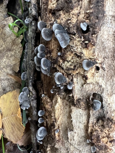 Resupinatus trichotis