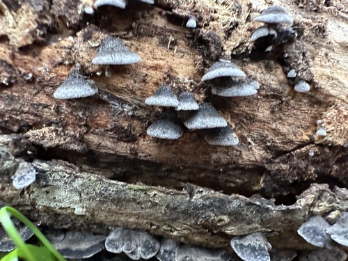Resupinatus trichotis (Photo 2 of 4)