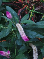 Celosia argentea image