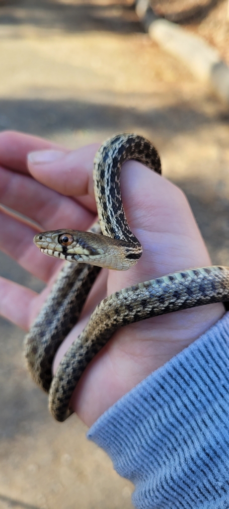 San Diego Gopher Snake from Chollas Lake Park on November 12, 2022 at ...