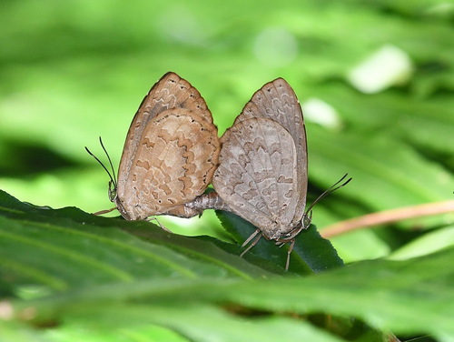 Miletus melanion