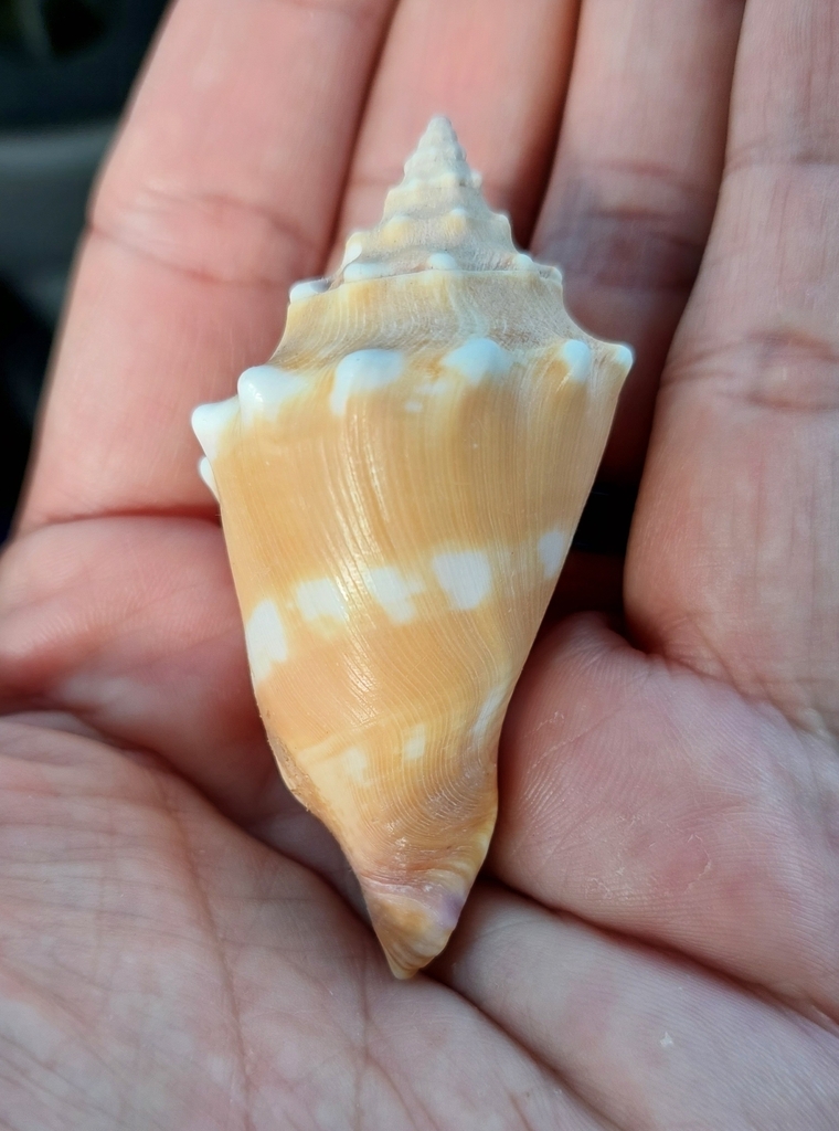 Eastern Pacific fighting conch from Mexico on May 13, 2012 by Miguel