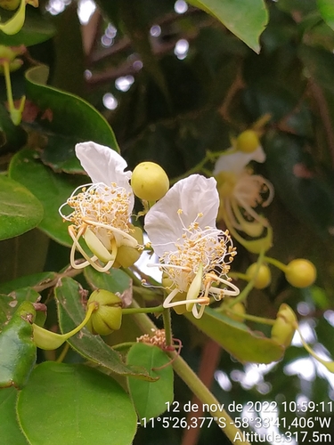 Swartzia lucida