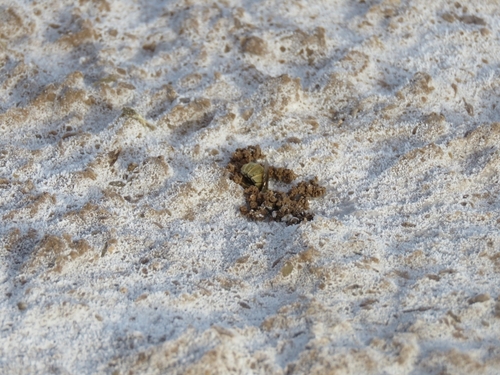 Canephorula apiformis