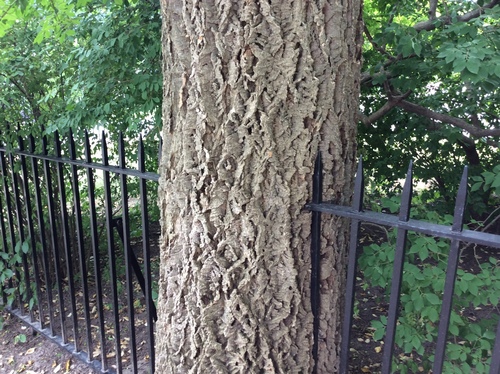Amur Corktree