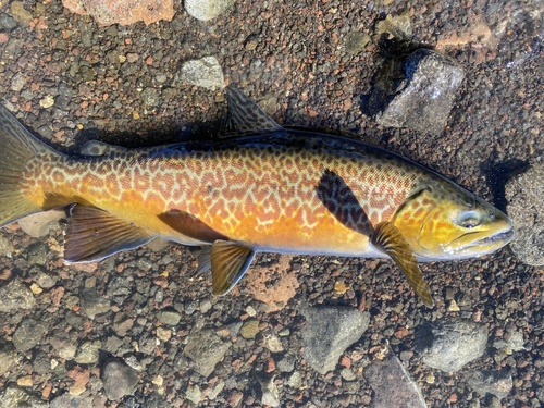 Tiger Trout