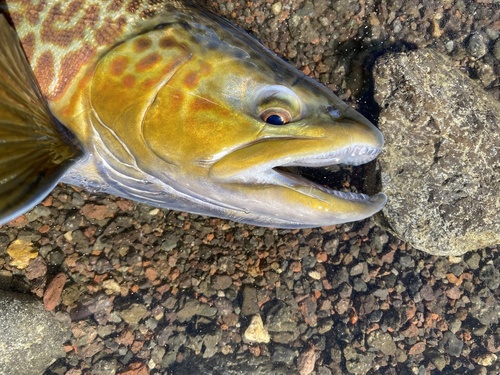 Tiger Trout