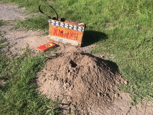 Desert Pocket Gopher