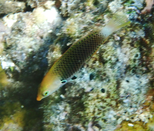 Axilspot Wrasse — seen at this dive site