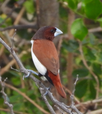 Five-colored Munia (Lonchura quinticolor) photo