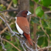 Five-colored Munia - Photo (c) Peri Coleman, all rights reserved, uploaded by Peri Coleman
