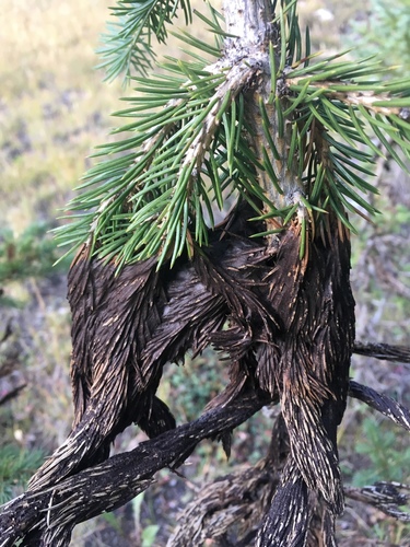 Brown Felt Blight