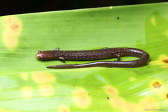 Image of Oedipina maritima