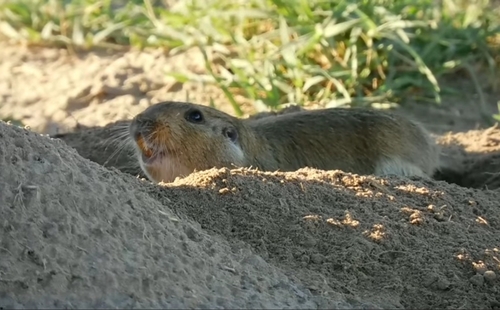 Porteous's TucoTuco (Ctenomys porteousi) · iNaturalist