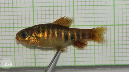 Neolebias lozii
