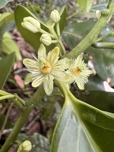 Hollrungia