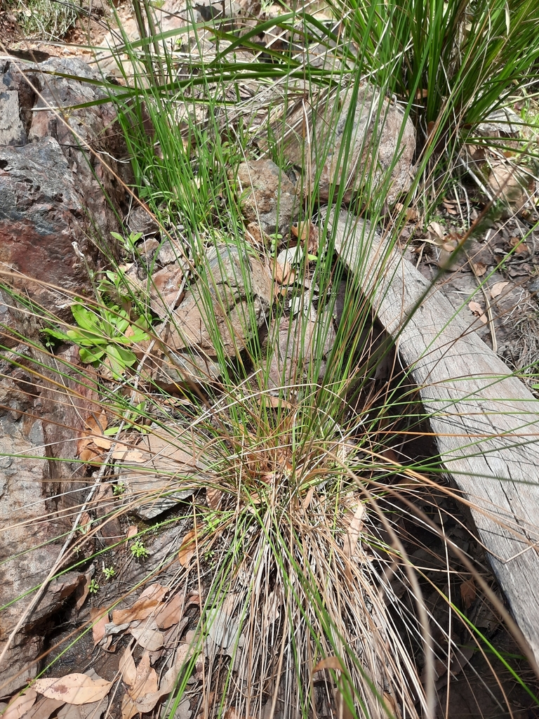 australian rush from Esk, AU-QL, AU on November 13, 2022 at 11:08 AM by ...