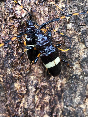 Trachyderes succinctus