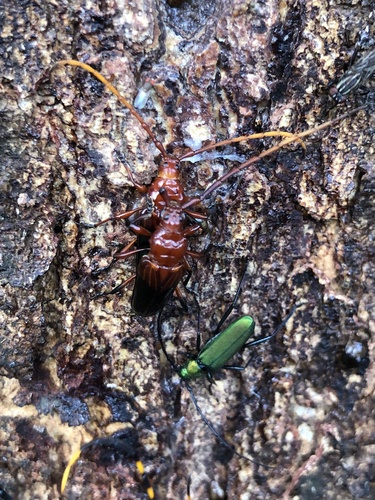 Oxymerus basalis