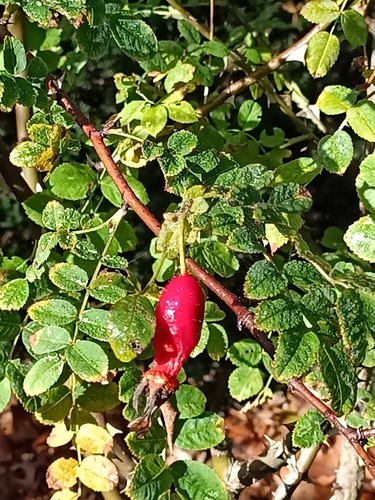 Rosa setipoda