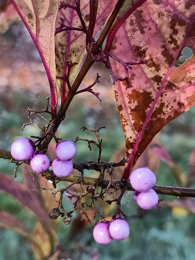 Callicarpa kwangtungensis (Callicarpa kwangtungensis)