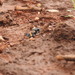 Cicindela aurofasciata - Photo (c) prajwal deep, todos los derechos reservados, subido por prajwal deep